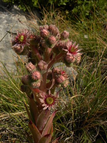 tectorum var. tectorum (andreanum) from Torreta de Cadí