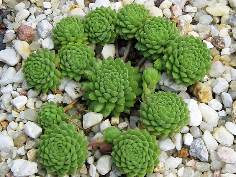 Bambini
