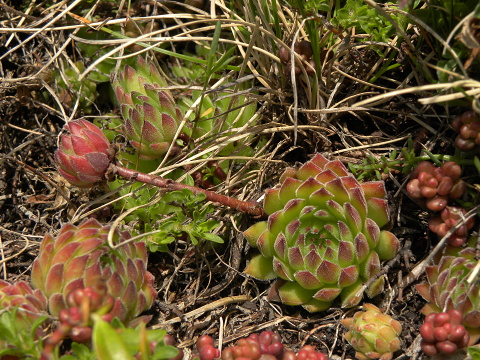 marmoreum ssp. reginae-amaliae (macedonicum) from Ljuboten