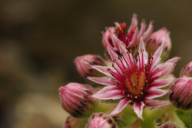 marmoreum ssp. marmoreum (balcanicum) from Mara Gidik