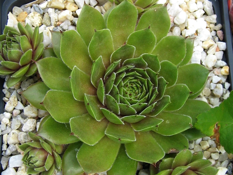 Benala
