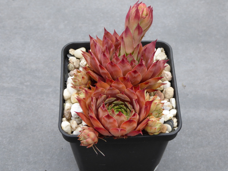 Caramel Cluster