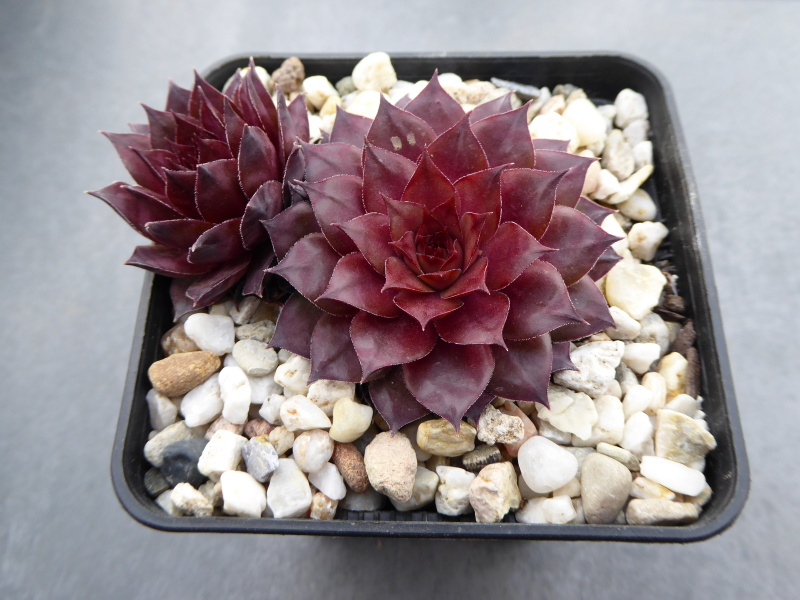 Caramel Cluster