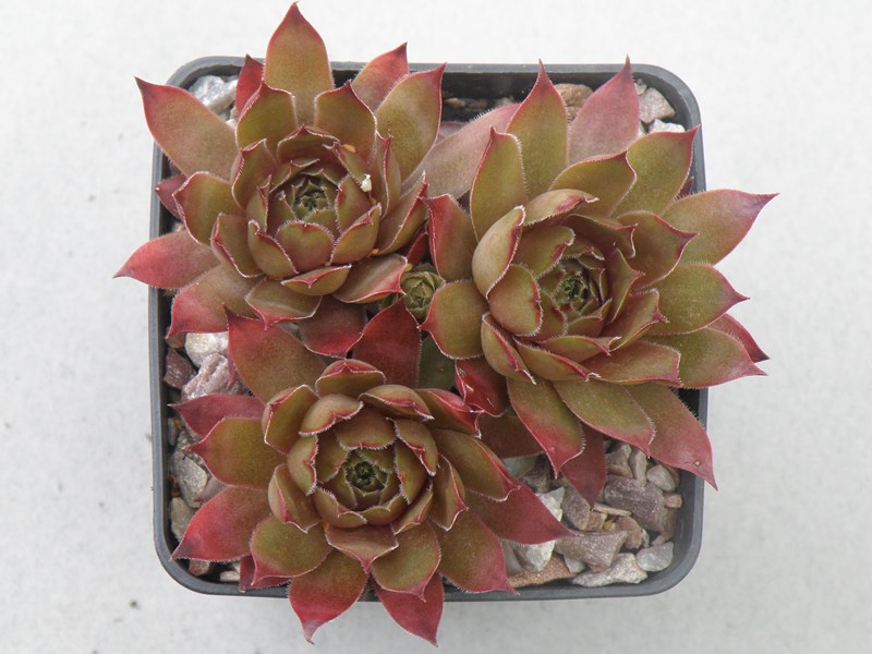 Caramel Cluster