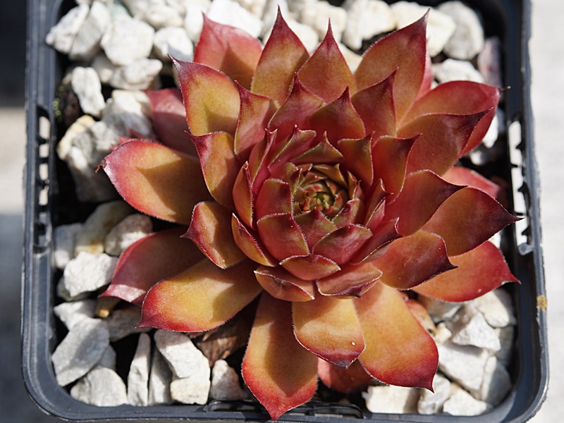 Caramel Cluster