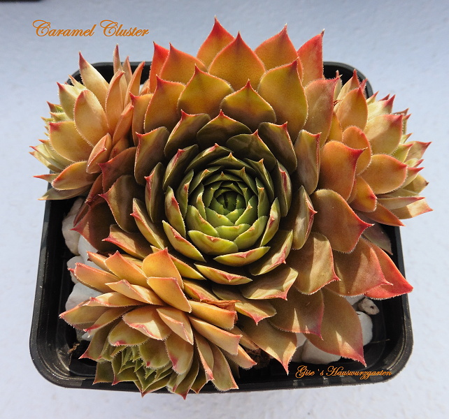 Caramel Cluster