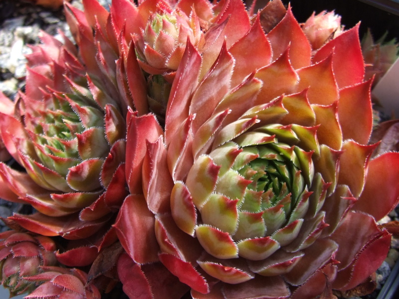 Casablanca