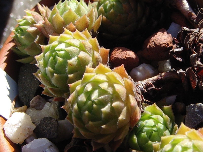 marmoreum ssp. reginae-amaliae