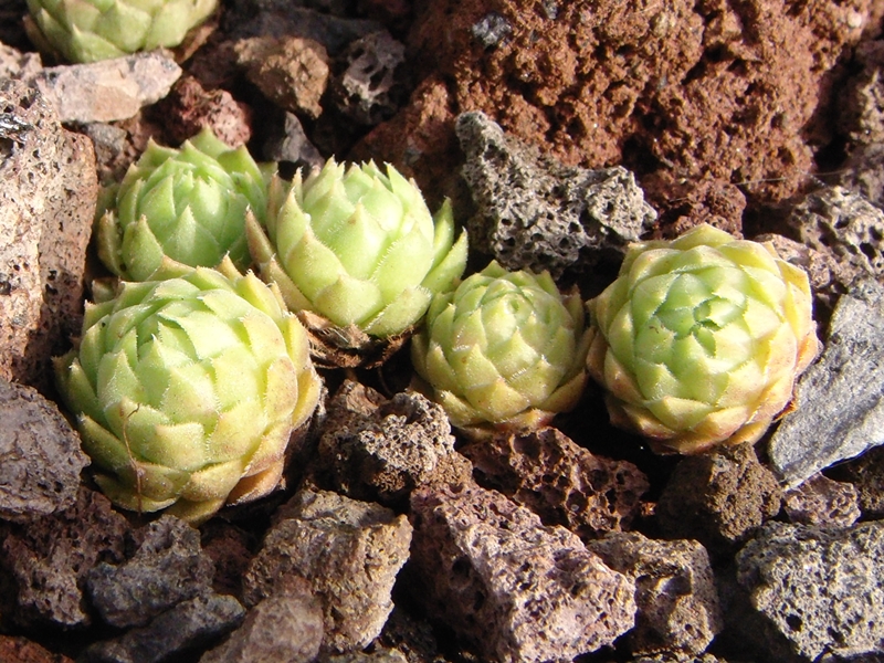 marmoreum ssp. reginae-amaliae