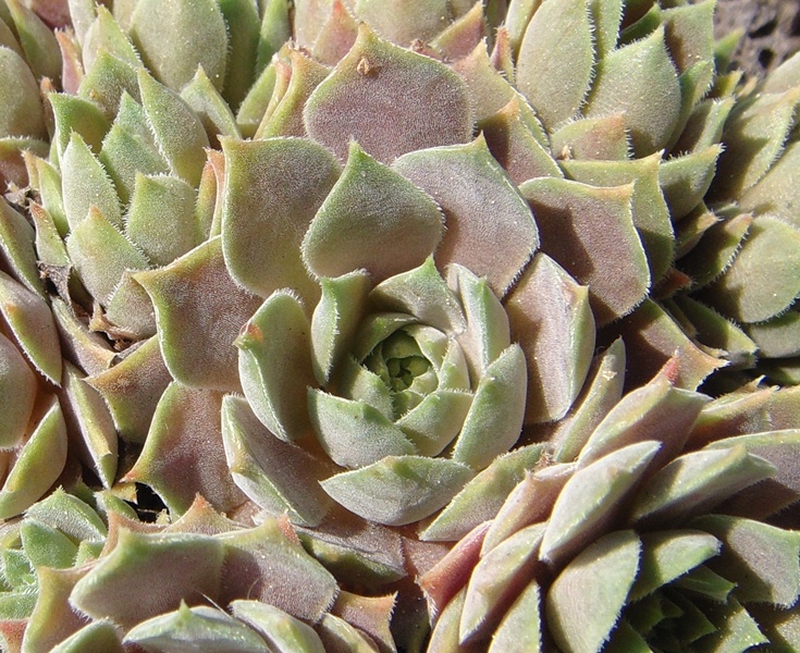 marmoreum ssp. erythraeum