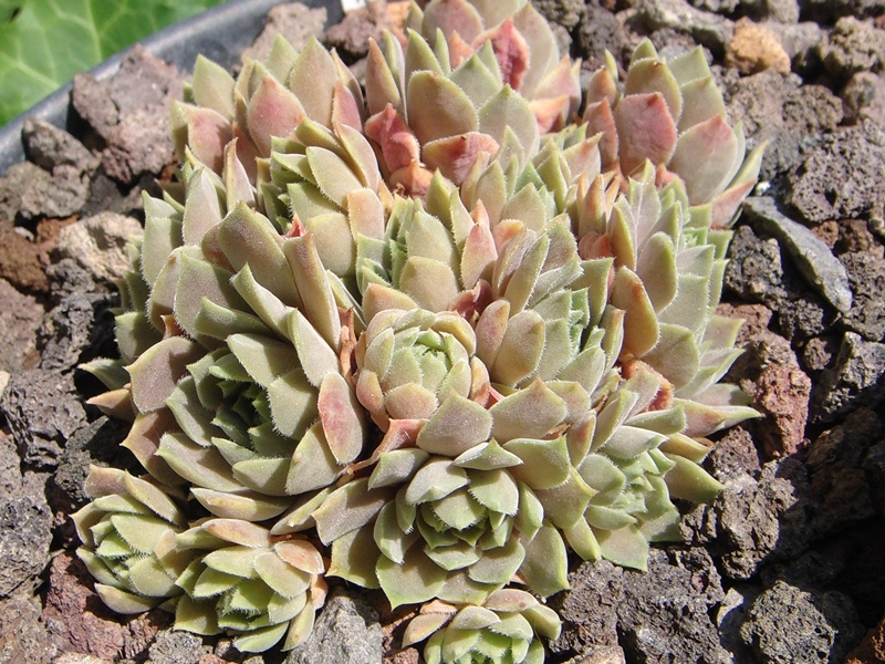 marmoreum ssp. erythraeum