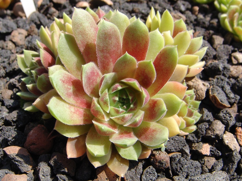 Bellinagrum