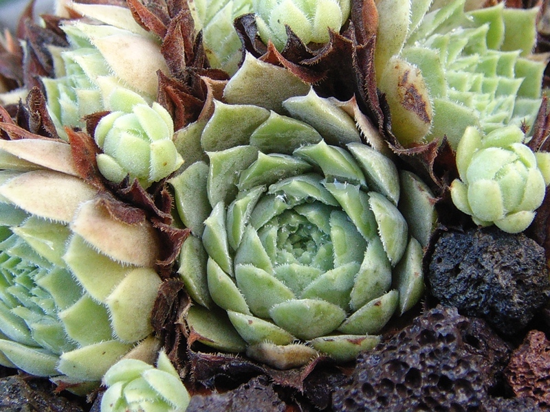 marmoreum ssp. erythraeum