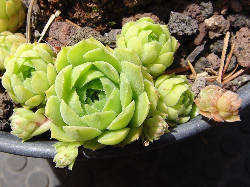 marmoreum ssp. reginae-amaliae