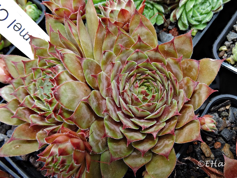 Caramel Cluster
