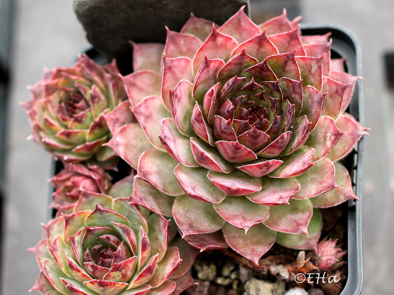 Dainty Marietta