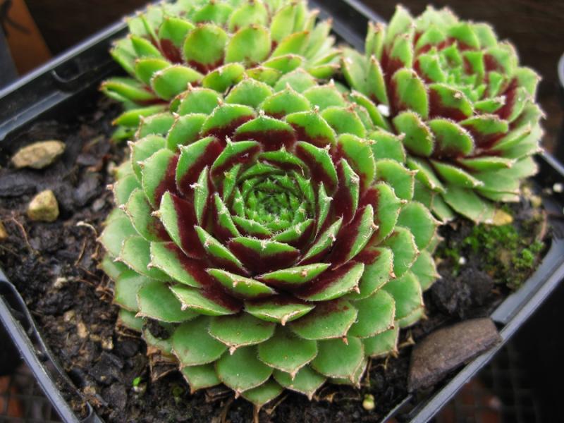 Korspel Beauty
