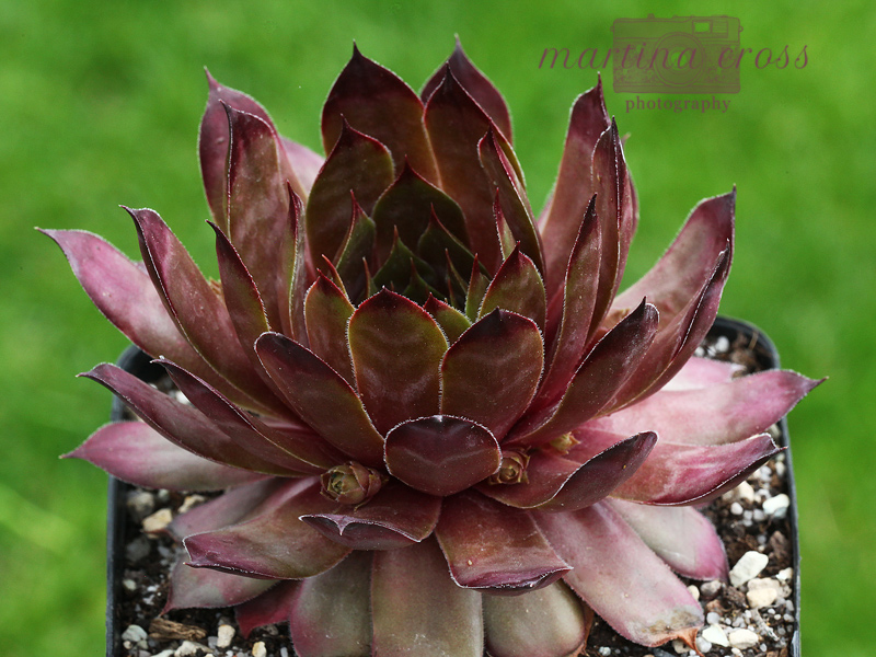 Caramel Cluster