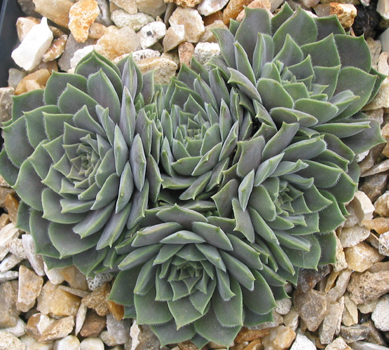marmoreum ssp. erythraeum