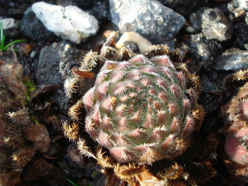 valesiacum