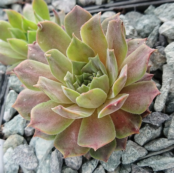 marmoreum ssp. erythraeum