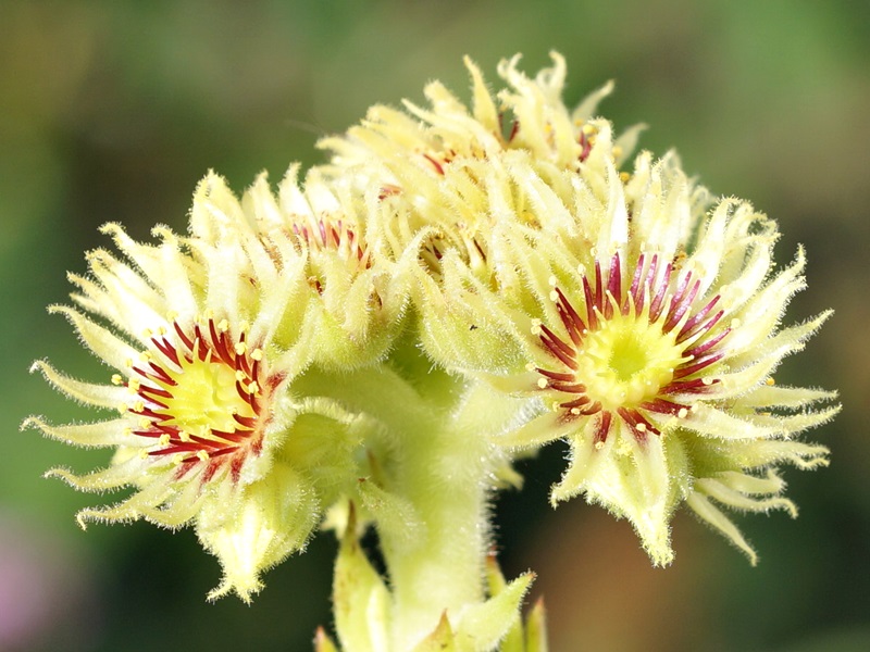 wulfenii