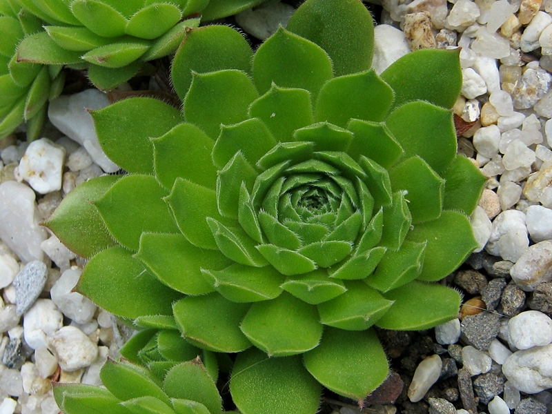 Caligula