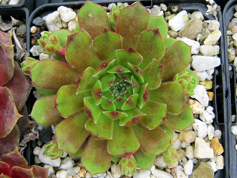 Caligula