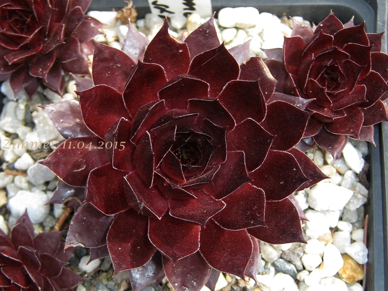 Caramel Cluster