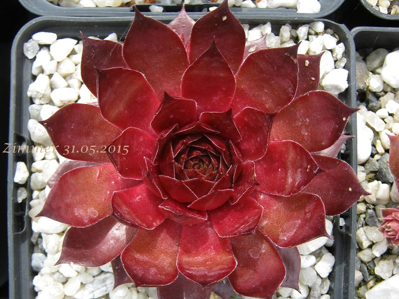 Caramel Cluster