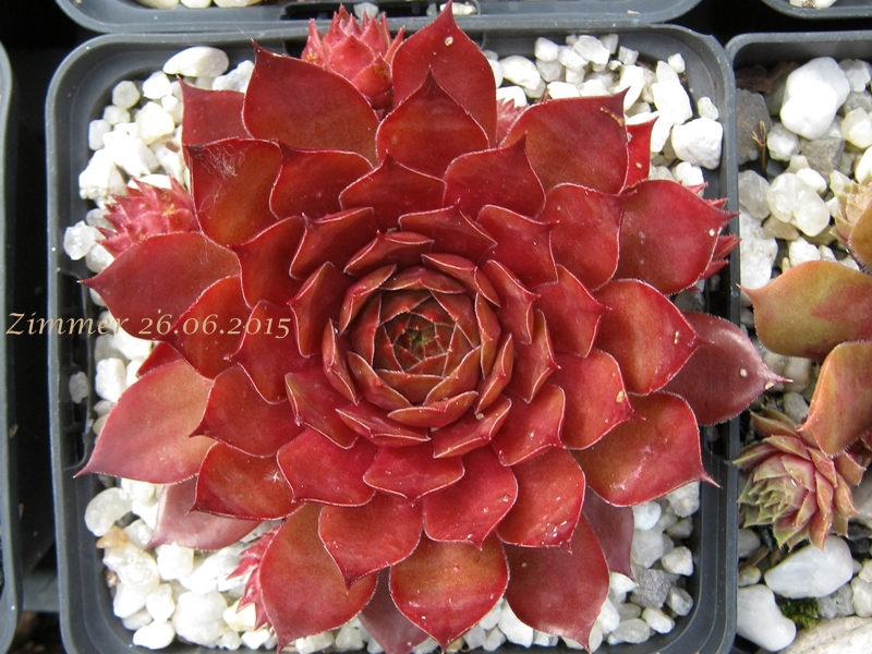 Caramel Cluster