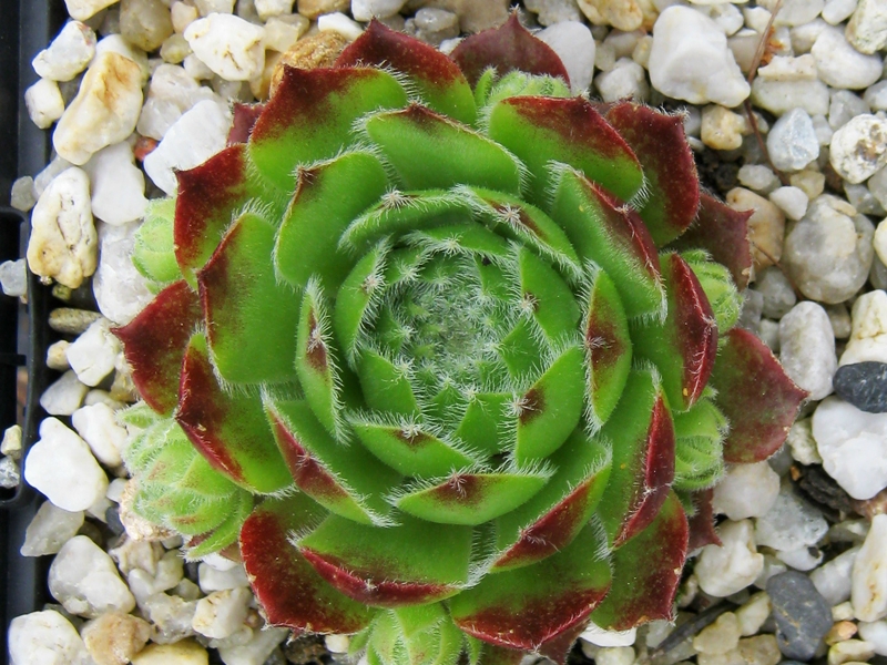 Cassiopeia