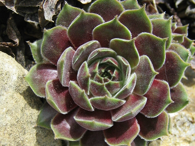 Chandra