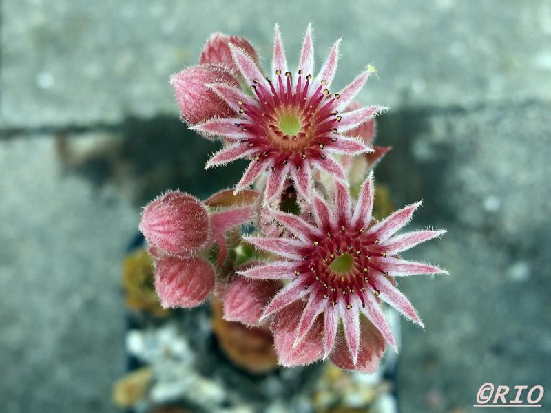 Cherry Vanilla