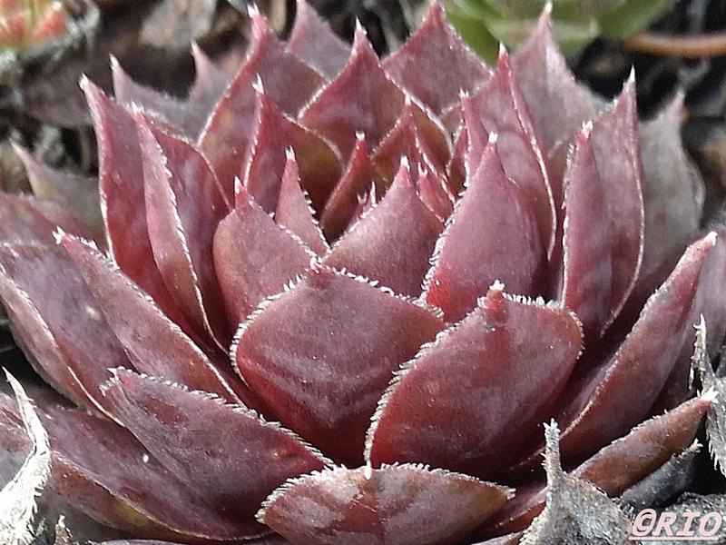 Cherry Vanilla