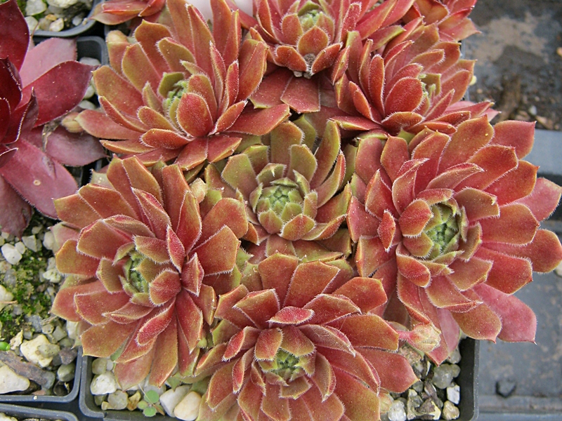 Abba