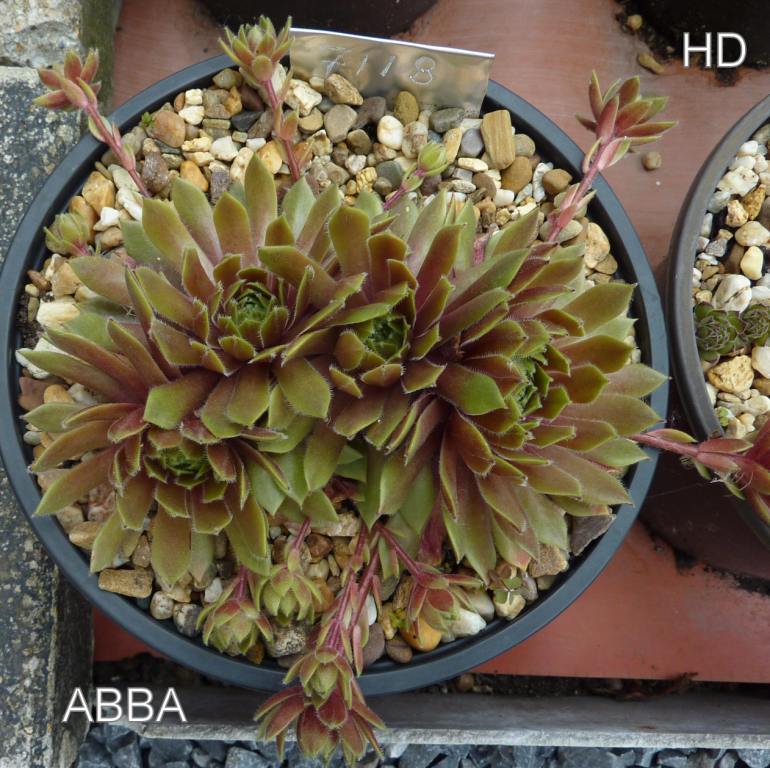 Abba