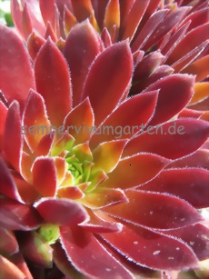 Abendrot