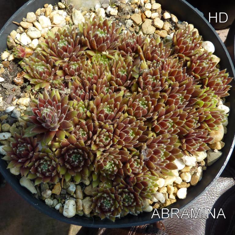 Abramina