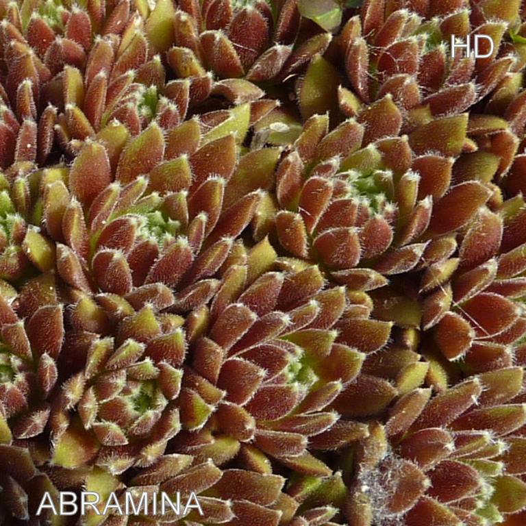 Abramina