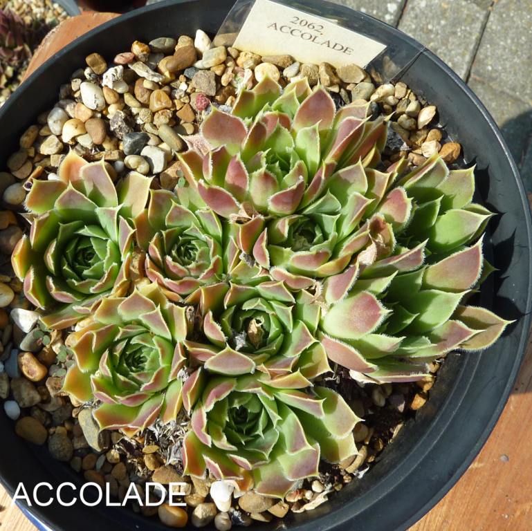 Accolade / Jovi