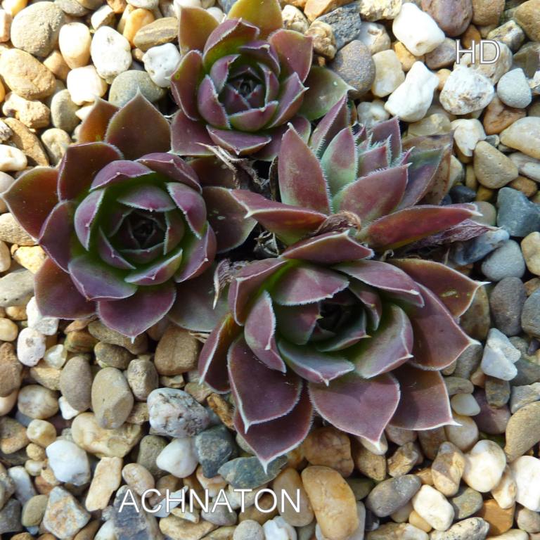 Achnaton / Jovi