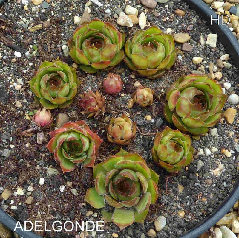 Adelgonde