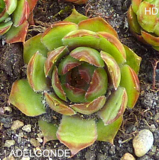 Adelgonde