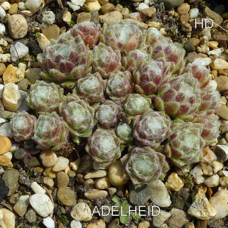 Adelheid
