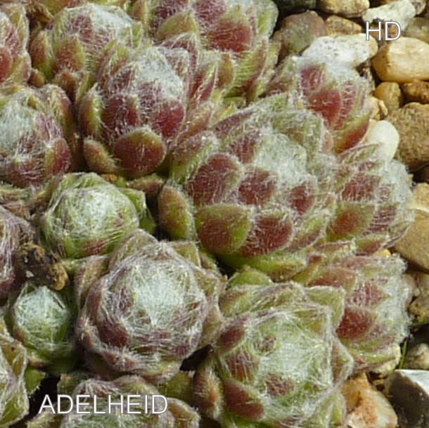 Adelheid