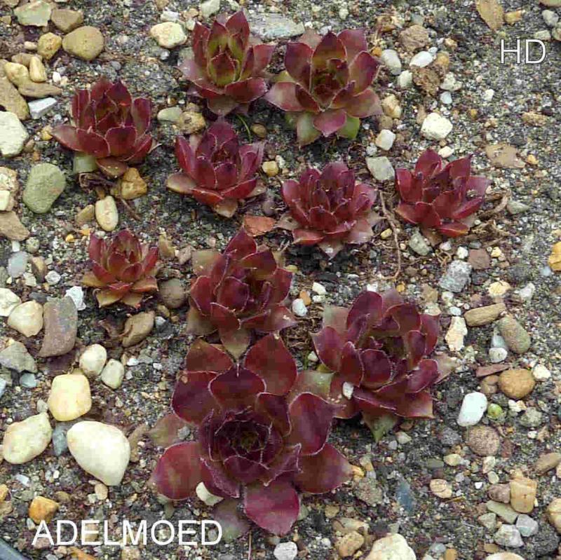 Adelmoed