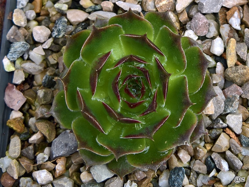 Adipala / Jovi
