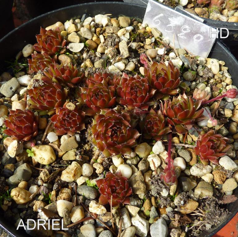Adriel