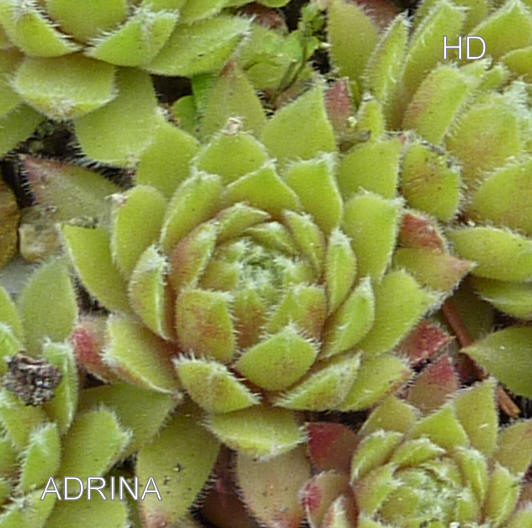 Adrina